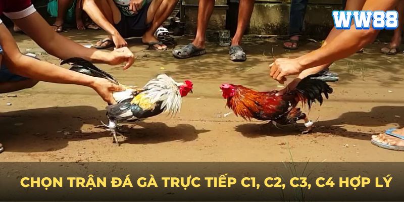 Chọn trận đá gà trực tiếp c1, c2, c3, c4 hợp lý