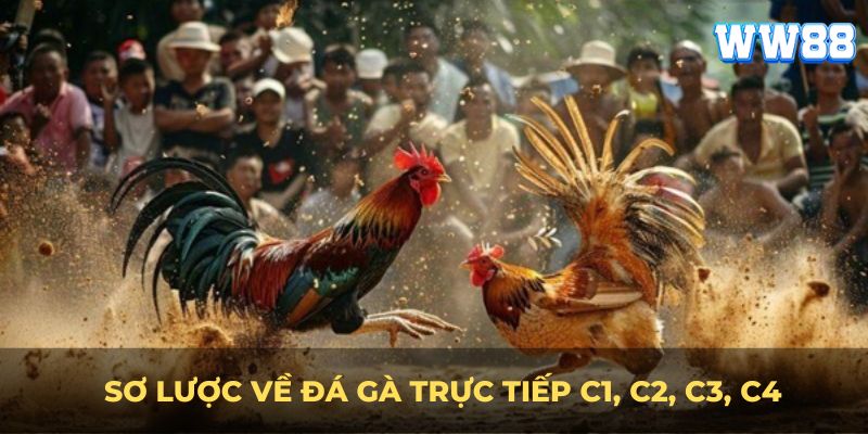 Sơ lược về Đá gà trực tiếp c1, c2, c3, c4