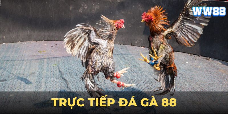 đá gà trực tiếp 88